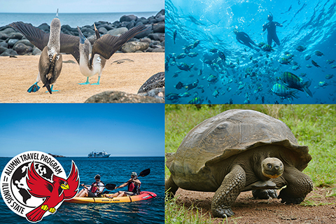 four photos: upper left blue footed boobie birds, upper right snorkelers in the ocean, bottom left kayakers in ocean, bottom right turtle